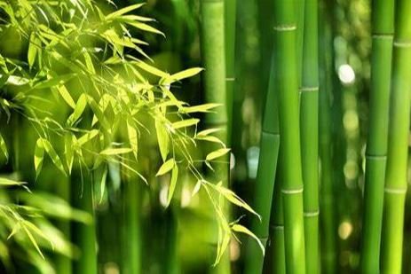 Pflanzenfaser Bambus als Kammzug nur bei Woll Keulen