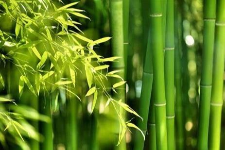 Bambus Pflanzenfaser Kammzug ungefärbt weiß