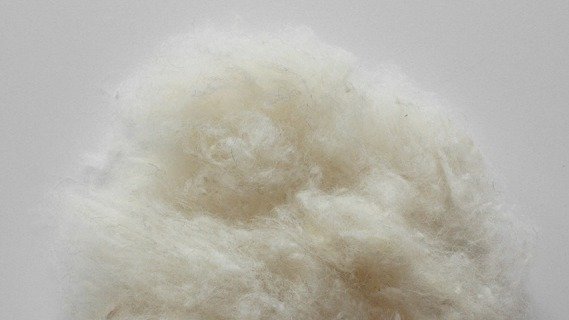 Texel - Milchschaf Füllwolle, Cremeweiß sehr Voluminös